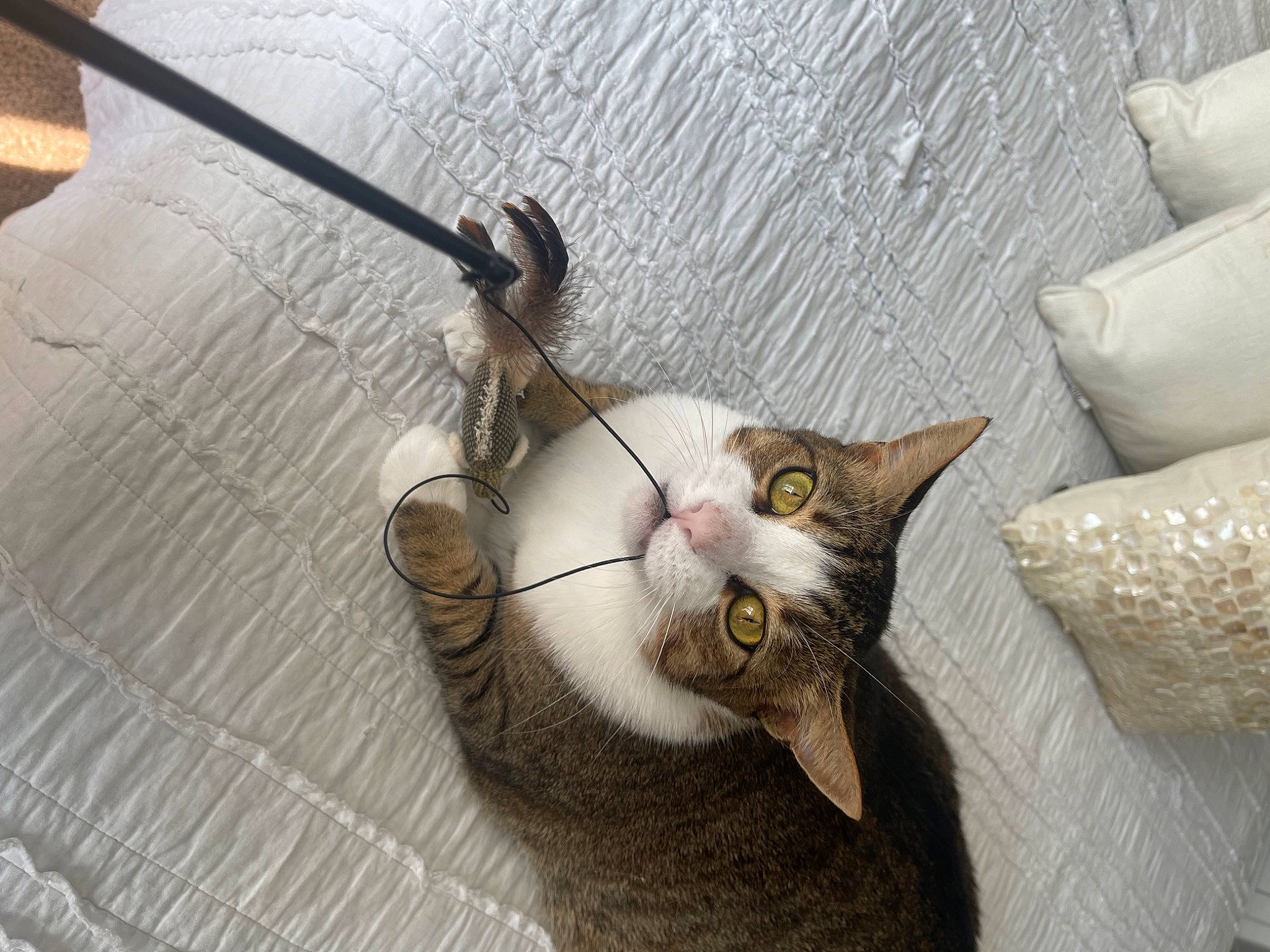 Kitty joined the competition — help win amazing prizes! carnivore, cat, claw, devon_rex, domestic_short_haired_cat, fawn, felidae, flooring, fur, grey, paw, plant, small_to_medium_sized_cats, tail, whiskers, wood