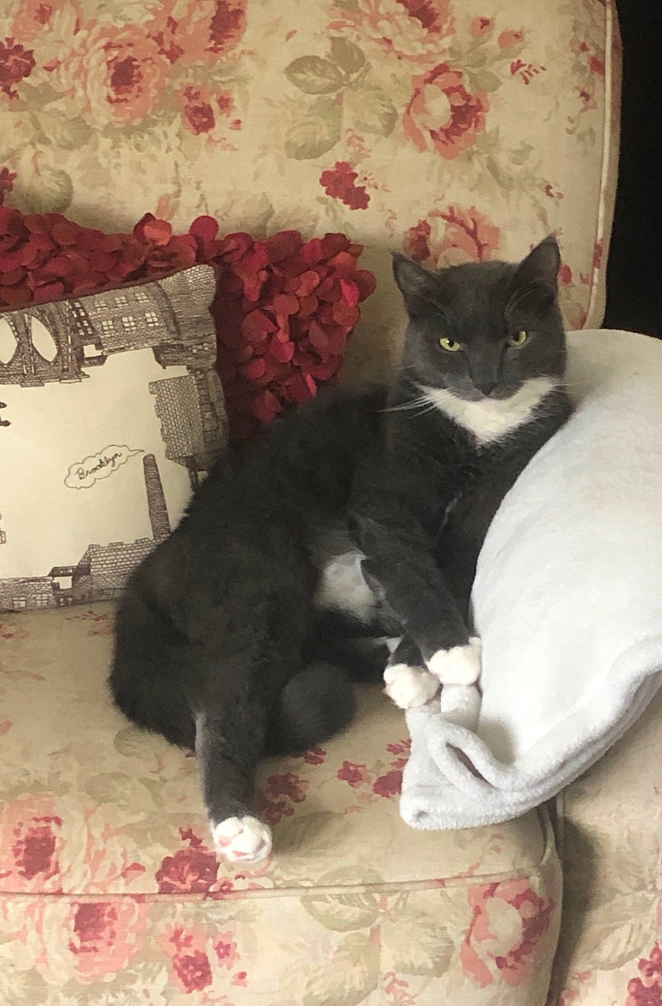 Henry is registered to the contest to win money with this photo: bed, bed_sheet, bedding, black_cat, carnivore, cat, cat_supply, comfort, domestic_short_haired_cat, felidae, fur, grey, linens, nap, pattern, room, small_to_medium_sized_cats, tail, textile, whiskers