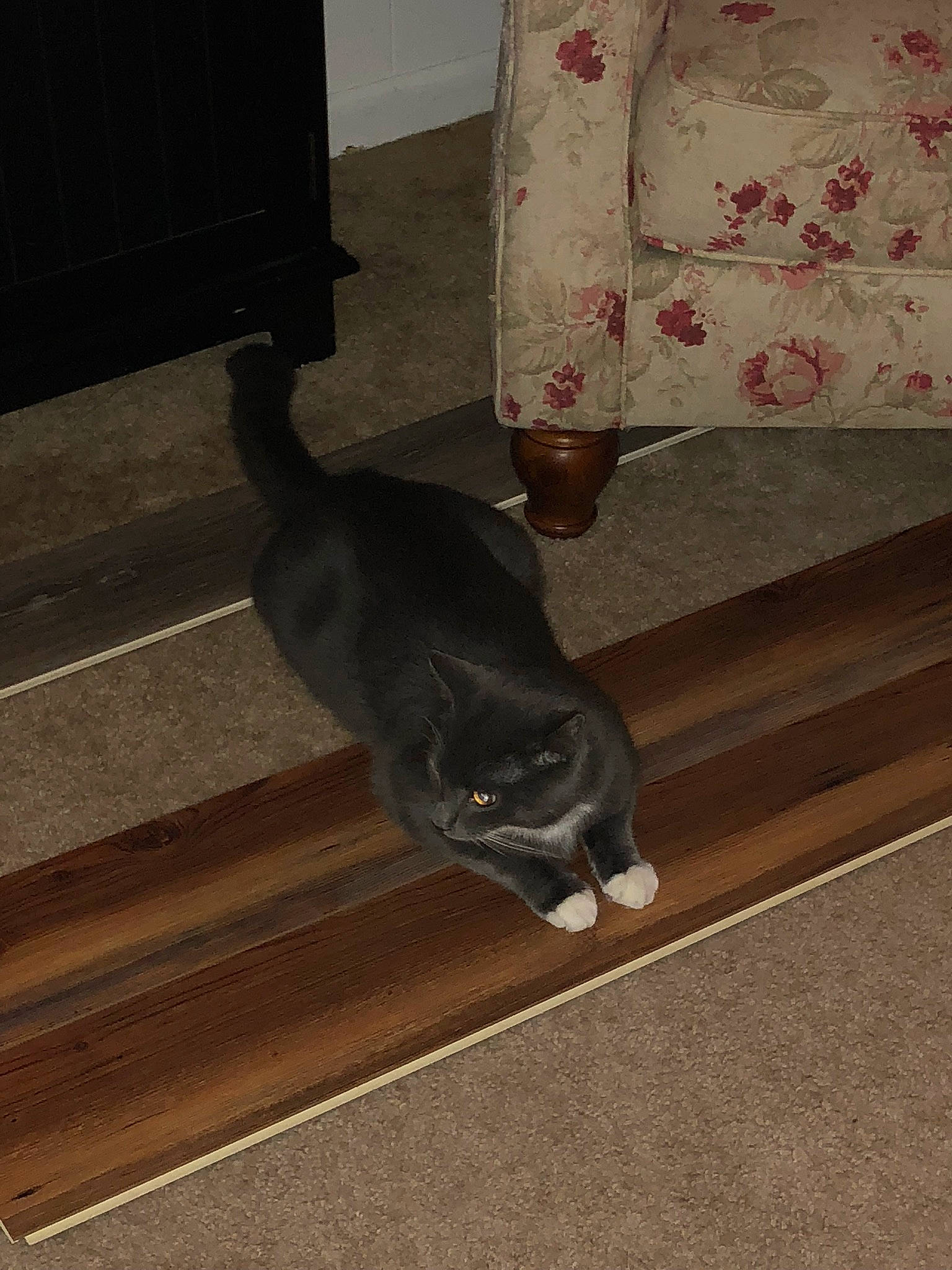 Henry joined the competition — help win amazing prizes! black_cat, brown, carnivore, cat, comfort, felidae, floor, flooring, fur, grey, hardwood, laminate_flooring, small_to_medium_sized_cats, stairs, tail, tints_and_shades, whiskers, wood, wood_flooring, wood_stain