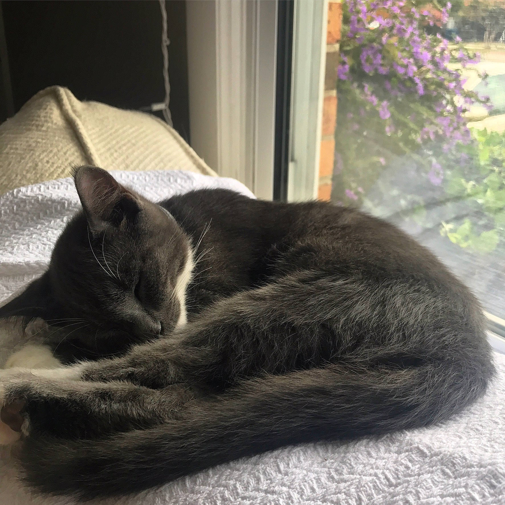 Henry joined the competition — help win amazing prizes! black_cat, carnivore, cat, comfort, domestic_short_haired_cat, felidae, fur, grass, grey, linens, nap, paw, plant, sleep, small_to_medium_sized_cats, snout, tail, terrestrial_animal, whiskers, window