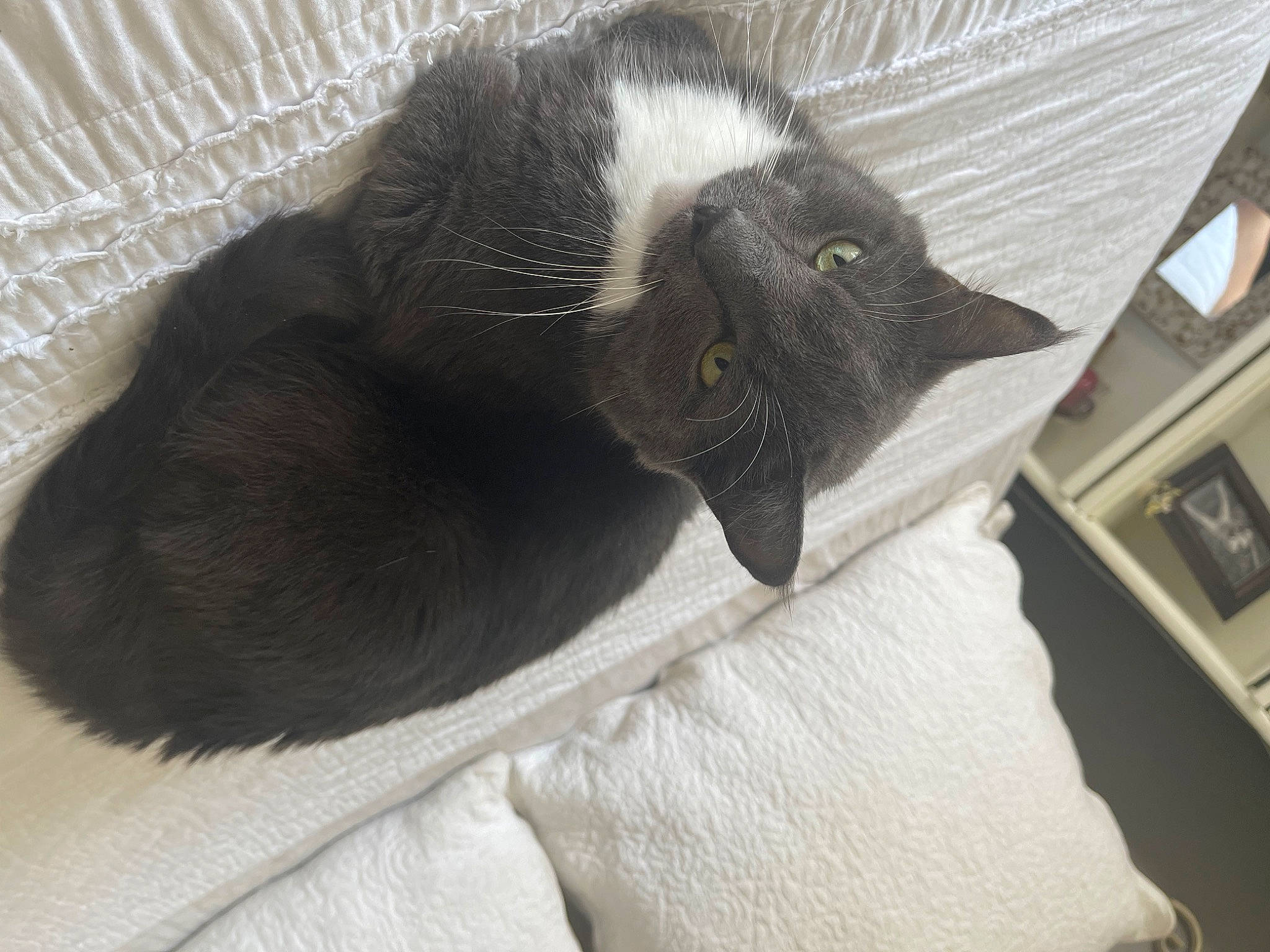 Henry is registered to the contest to win money with this photo: black_cat, canidae, carnivore, cat, cat_bed, cat_supply, claw, comfort, dog_breed, domestic_short_haired_cat, felidae, fur, grey, paw, pet_supply, small_to_medium_sized_cats, snout, sporting_group, tail, whiskers