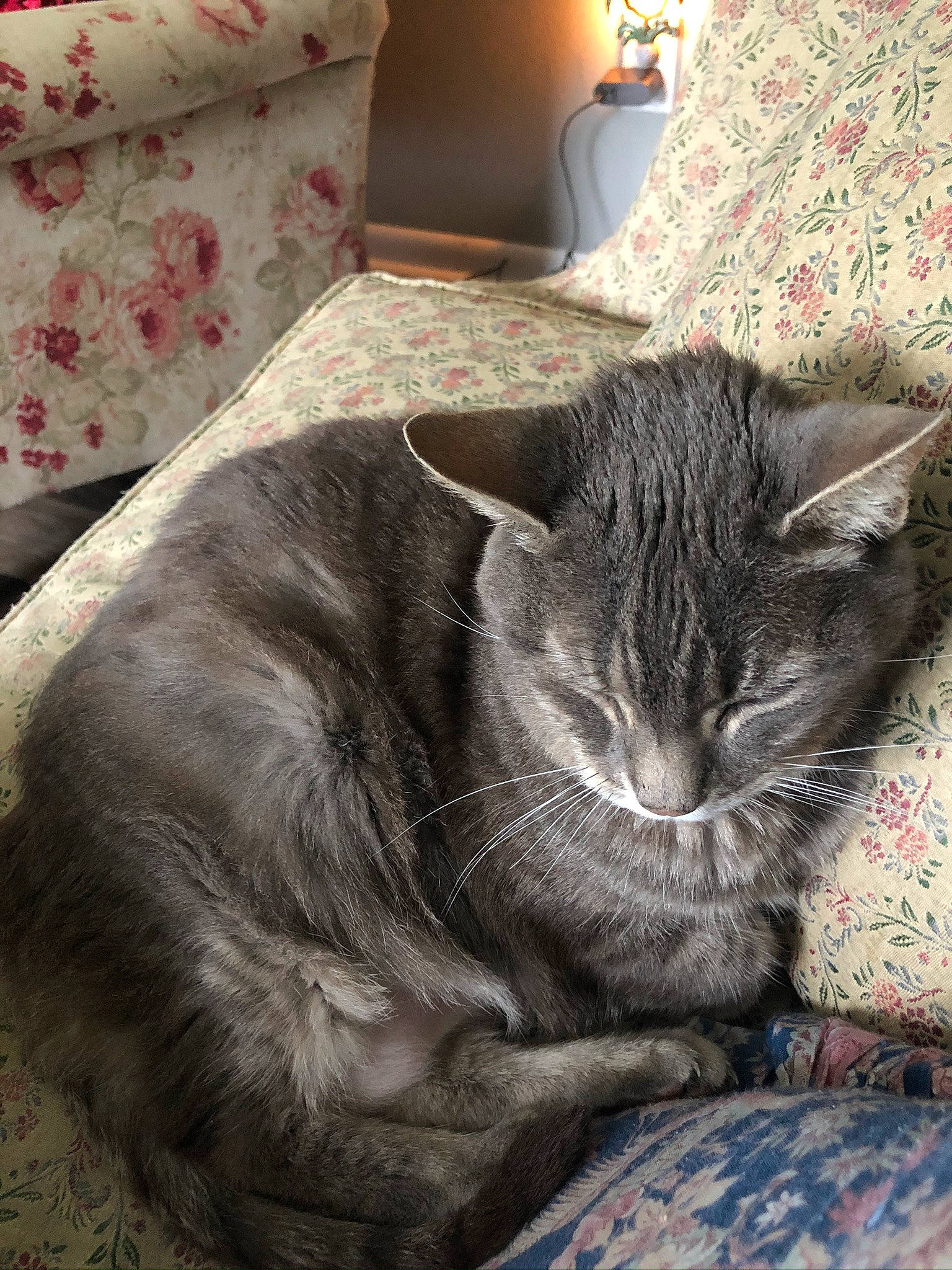 Kitah joined the competition — help win amazing prizes! bedding, black_cat, carnivore, cat, claw, comfort, domestic_short_haired_cat, felidae, fur, grey, linens, nap, paw, sitting, sleep, small_to_medium_sized_cats, snout, tail, whiskers, window