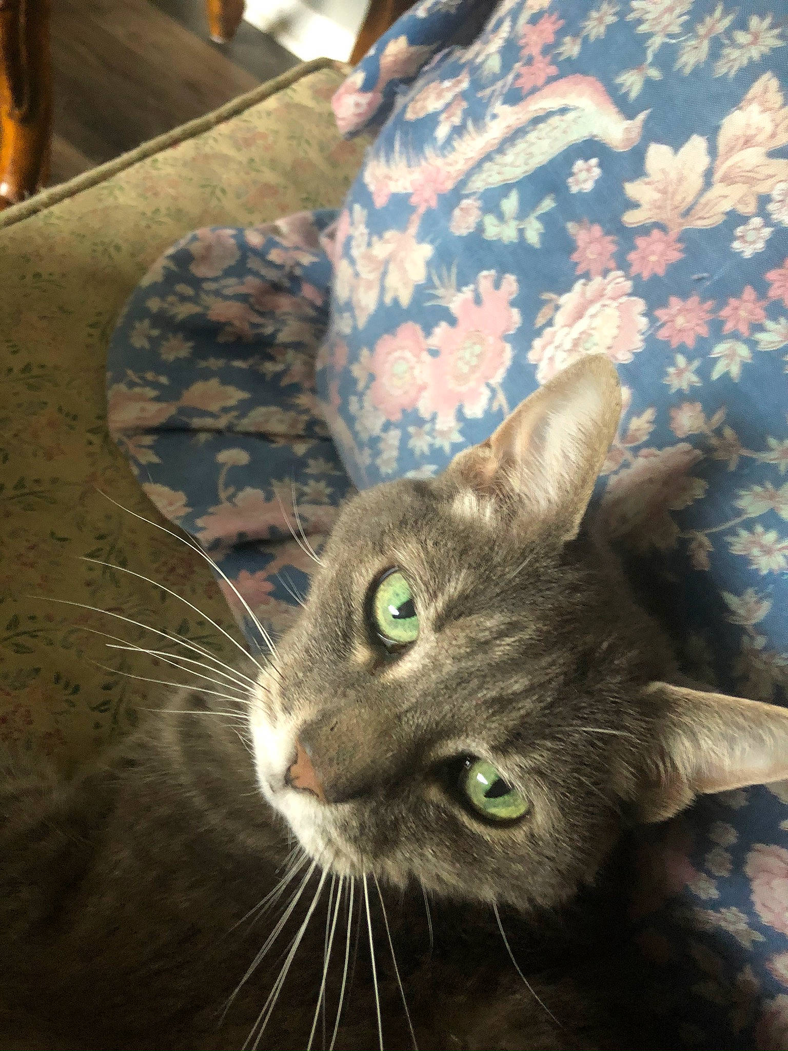 Kitah is registered to the contest to win money with this photo: carnivore, cat, comfort, domestic_short_haired_cat, felidae, fur, small_to_medium_sized_cats, snout, tail, terrestrial_animal, whiskers