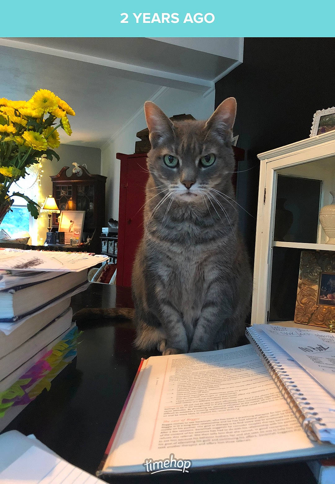 Kitah is registered to the contest to win money with this photo: book, carnivore, cat, domestic_short_haired_cat, door, felidae, flower, flowerpot, font, grey, photo_caption, plant, publication, puzzle, room, small_to_medium_sized_cats, tail, whiskers, window, wood
