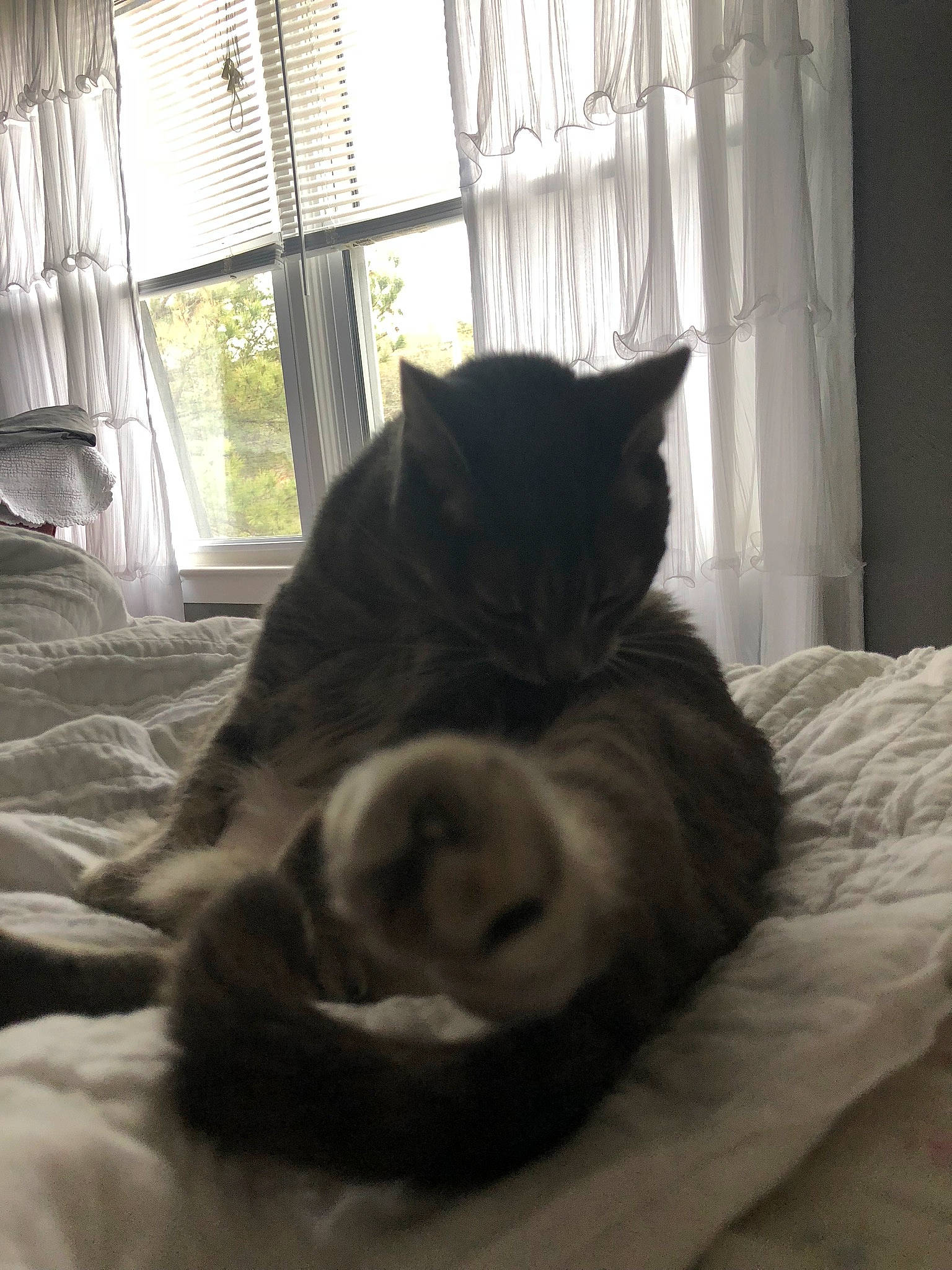 Kitah joined the competition — help win amazing prizes! carnivore, cat, comfort, companion_dog, curtain, dog_breed, felidae, fur, grey, hardwood, linens, small_to_medium_sized_cats, sporting_group, tail, tints_and_shades, whiskers, window, window_blind, window_treatment, wood