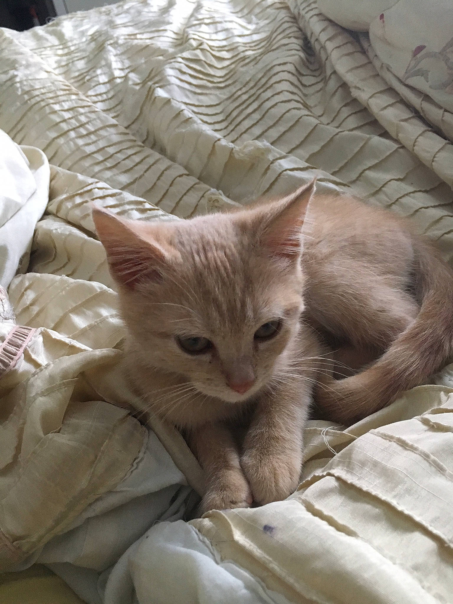 Axl is registered to the contest to win money with this photo: carnivore, cat, claw, comfort, domestic_short_haired_cat, fawn, felidae, fur, linens, nap, paw, small_to_medium_sized_cats, snout, tail, terrestrial_animal, whiskers, wood