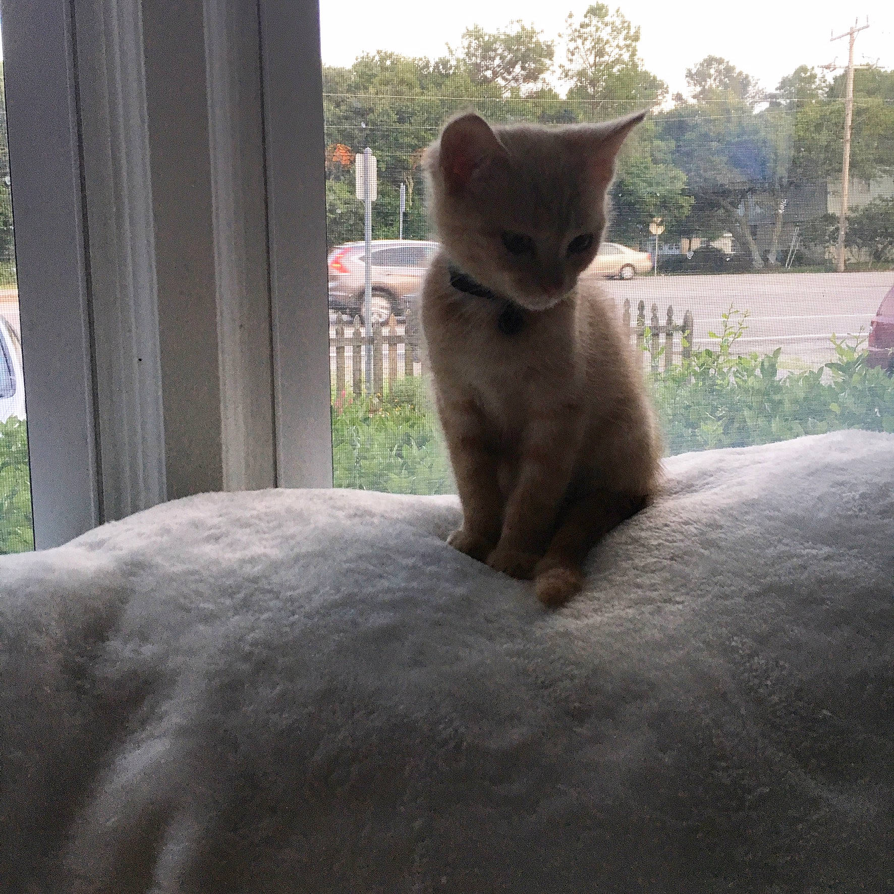 Axl is registered to the contest to win money with this photo: carnivore, cat, domestic_short_haired_cat, eye, fawn, felidae, fur, grass, grey, plant, sitting, sky, small_to_medium_sized_cats, snout, tail, terrestrial_animal, tree, trunk, whiskers, wood