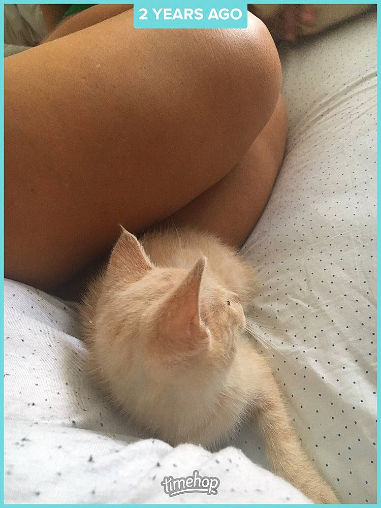 Axl is registered to the contest to win money with this photo: adaptation, carnivore, cat, close_up, comfort, fawn, felidae, foot, fur, human_leg, leg, line, linens, paw, photograph, small_to_medium_sized_cats, snapshot, snout, tail, whiskers