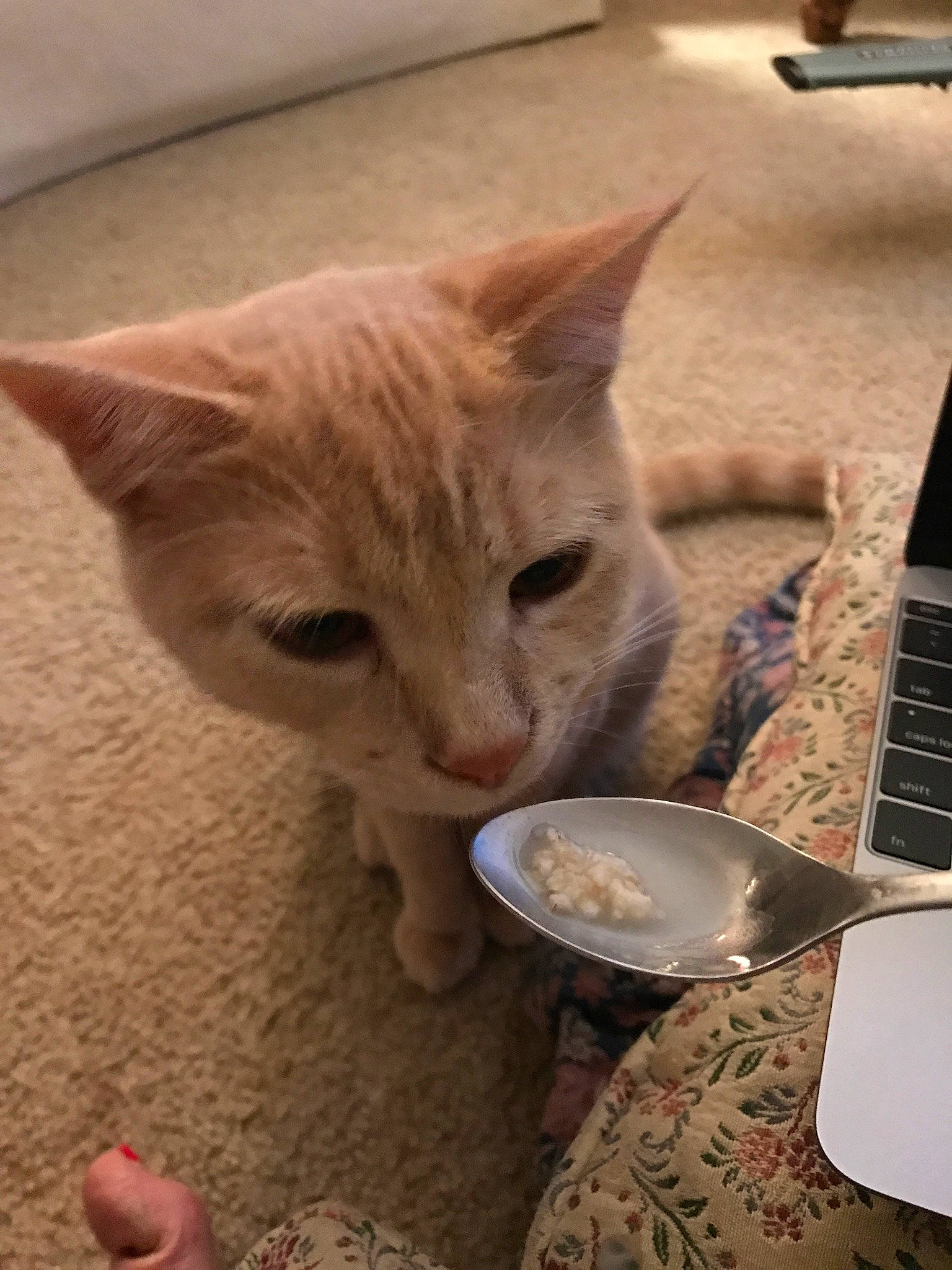 Axl joined the competition — help win amazing prizes! animal_feed, carnivore, cat, cat_food, cat_supply, dishware, fawn, felidae, food, kitchen_utensil, mixing_bowl, pet_food, pet_supply, recipe, serveware, small_animal_food, small_to_medium_sized_cats, snout, tableware, whiskers