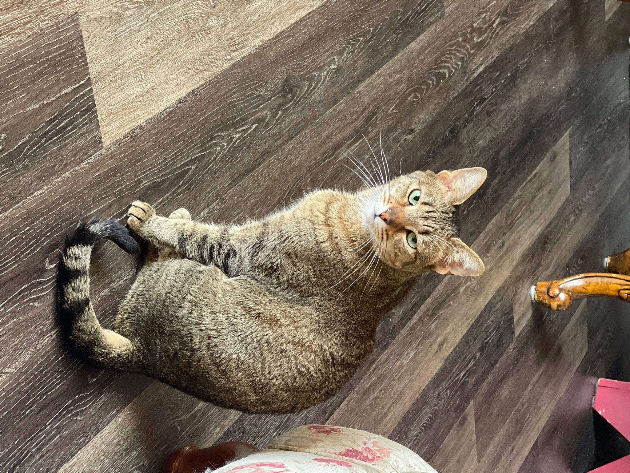 Meme is registered to the contest to win money with this photo: canidae, carnivore, cat, comfort, couch, domestic_short_haired_cat, eye, fawn, felidae, foot, fur, grey, human_leg, paw, small_to_medium_sized_cats, snout, tail, terrestrial_animal, whiskers, wood