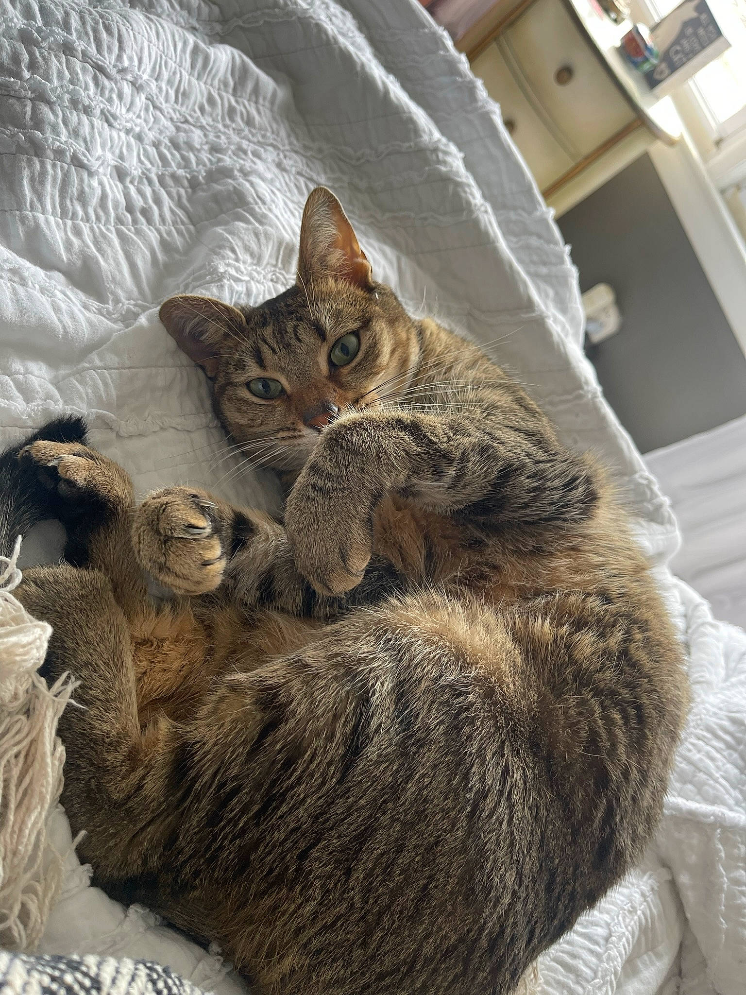 Meme is registered to the contest to win money with this photo: carnivore, cat, claw, comfort, domestic_short_haired_cat, fawn, felidae, fur, grey, nap, paw, sleep, small_to_medium_sized_cats, snout, tail, terrestrial_animal, whiskers, wildlife