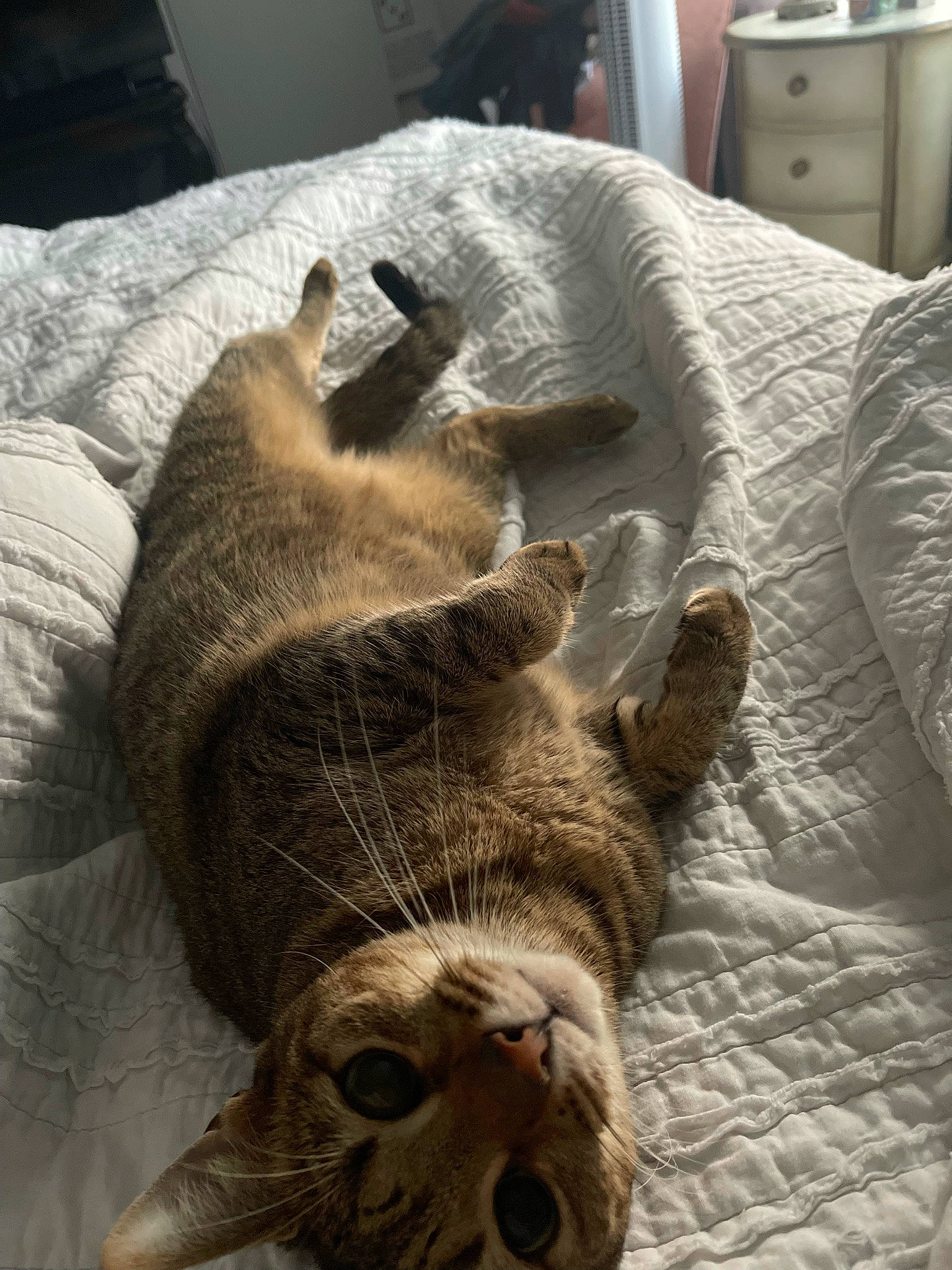 Meme is registered to the contest to win money with this photo: cabinetry, carnivore, cat, claw, comfort, dog_breed, domestic_short_haired_cat, drawer, fawn, felidae, fur, grey, linens, nap, paw, room, small_to_medium_sized_cats, tail, whiskers, wood