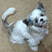 Lilly is registered to the contest to win money with this photo: puppy, dog, fluffy, white, gray, carpet, cute, pet, tail, fur, small_dog, looking_up, adorable, indoor, animal, young_dog, friendly, happy, playful, domestic_animal