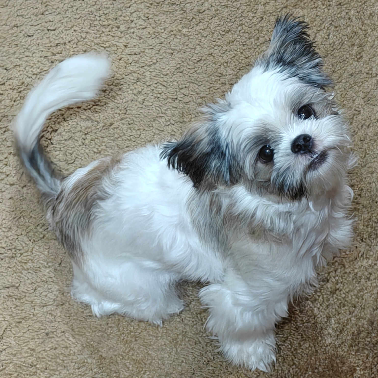 Lilly is registered to the contest to win money with this photo: puppy, dog, fluffy, white, gray, carpet, cute, pet, tail, fur, small_dog, looking_up, adorable, indoor, animal, young_dog, friendly, happy, playful, domestic_animal