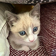 Mimie participe au concours pour gagner de l'argent avec cette photo : kitten, cat, blue_eyes, white_fur, cream_fur, pink_nose, animal, pet, cute, sitting, cozy, chair, blanket, woven_fabric, indoors, portrait, close_up, whiskers, ears, relaxed