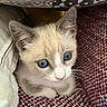 kitten, cat, blue_eyes, white_fur, cream_fur, pink_nose, animal, pet, cute, sitting, cozy, chair, blanket, woven_fabric, indoors, portrait, close_up, whiskers, ears, relaxed