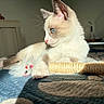 Mimie a rejoint le concours — aidez-le/la à gagner de superbes lots ! cat, kitten, feline, fluffy_fur, cream_colored, blue_eye, profile, whiskers, pink_nose, pointed_ears, lying_down, relaxed, bed, blanket, plush_toy, bedroom, indoor, sunlight, cozy, portrait