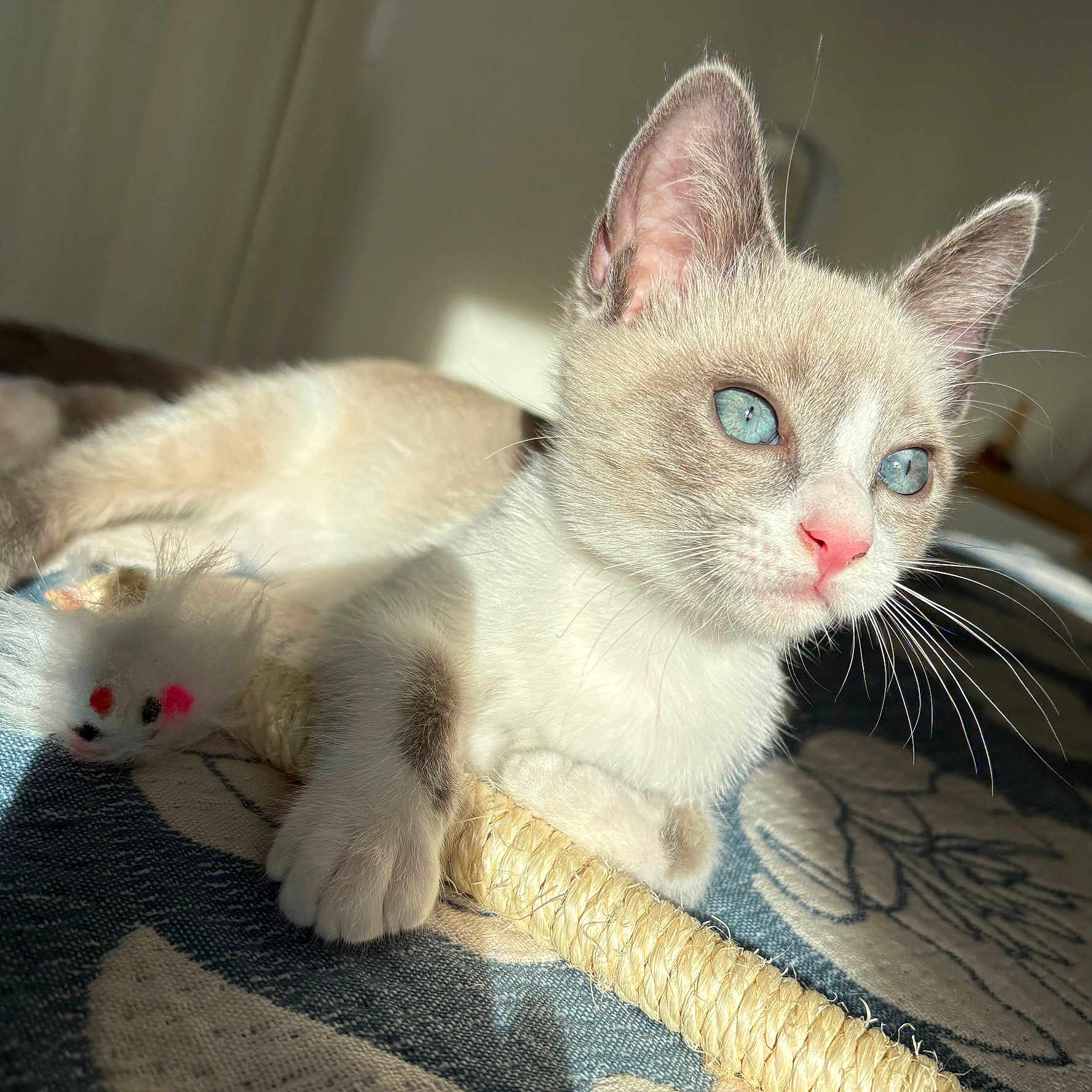Mimie a rejoint le concours — aidez-le/la à gagner de superbes lots ! cat, kitten, blue_eyes, cream_fur, pink_nose, whiskers, ears, pet, animal, indoor, blanket, toy, scratching_post, relaxed, lying_down, close_up, portrait, sunlight, soft_fur, cute