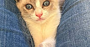 Mimie a rejoint le concours — aidez-le/la à gagner de superbes lots ! kitten, cat, animal, pet, cream_fur, blue_eyes, green_eyes, pink_nose, whiskers, pointed_ears, front_paws, crossed_paws, close_up, portrait, indoors, denim, jeans, lap, cuddling, cute
