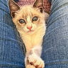 kitten, cat, animal, pet, cream_fur, blue_eyes, green_eyes, pink_nose, whiskers, pointed_ears, front_paws, crossed_paws, close_up, portrait, indoors, denim, jeans, lap, cuddling, cute