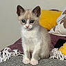 Mimie participe au concours pour gagner de l'argent avec cette photo : kitten, cat, blue_eyes, sitting, indoors, couch, blanket, pillow, yellow_pillow, gray_fur, white_fur, fluffy, cute, pet, animal, portrait, front_view, whiskers, ears, cozy