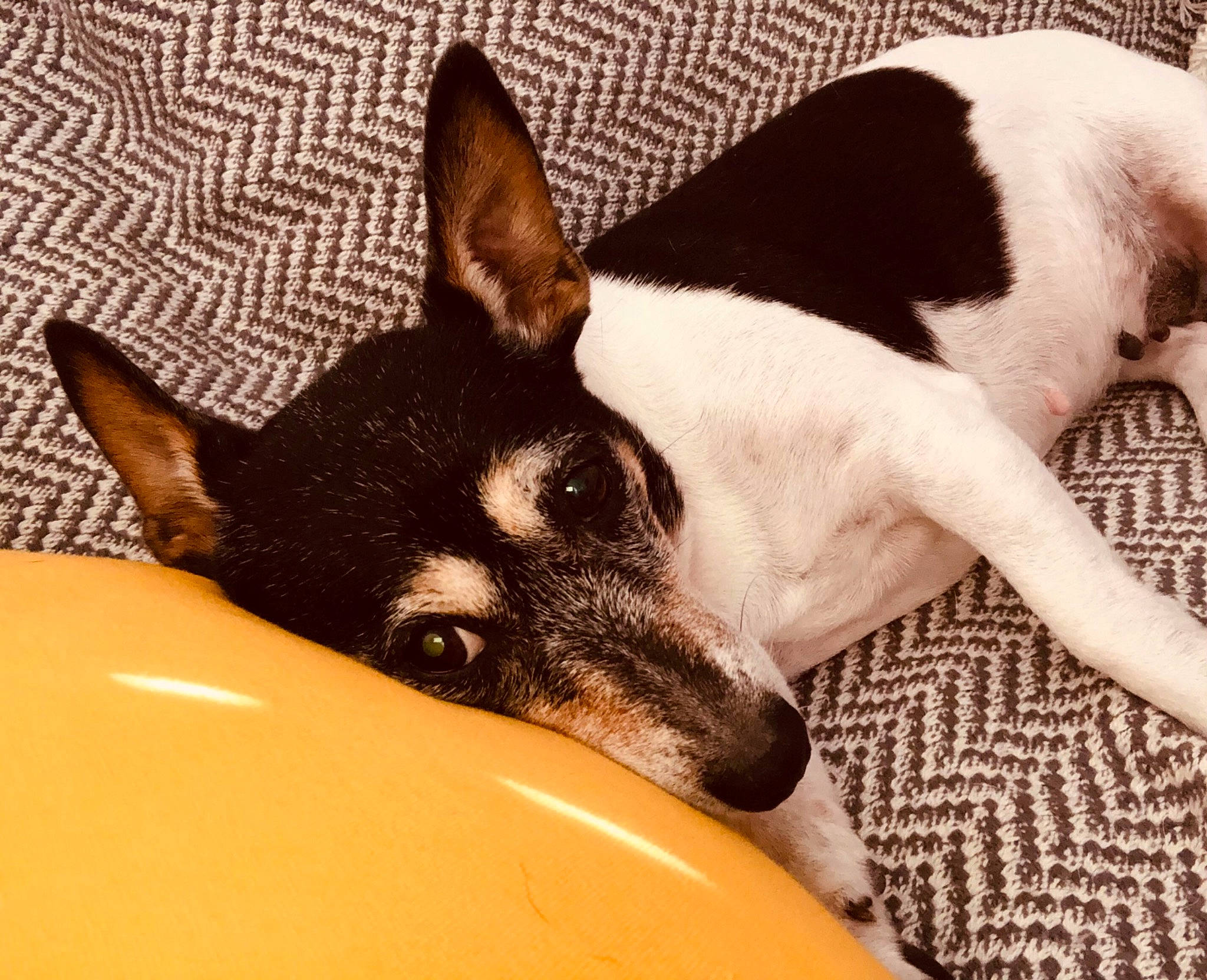 Maya participe au concours pour gagner de l'argent avec cette photo : ancient_dog_breeds, carnivore, comfort, companion_dog, corgi_chihuahua, dog, dog_breed, herding_dog, non_sporting_group, paw, snout, terrestrial_animal, toy_dog, whiskers, working_animal, working_dog