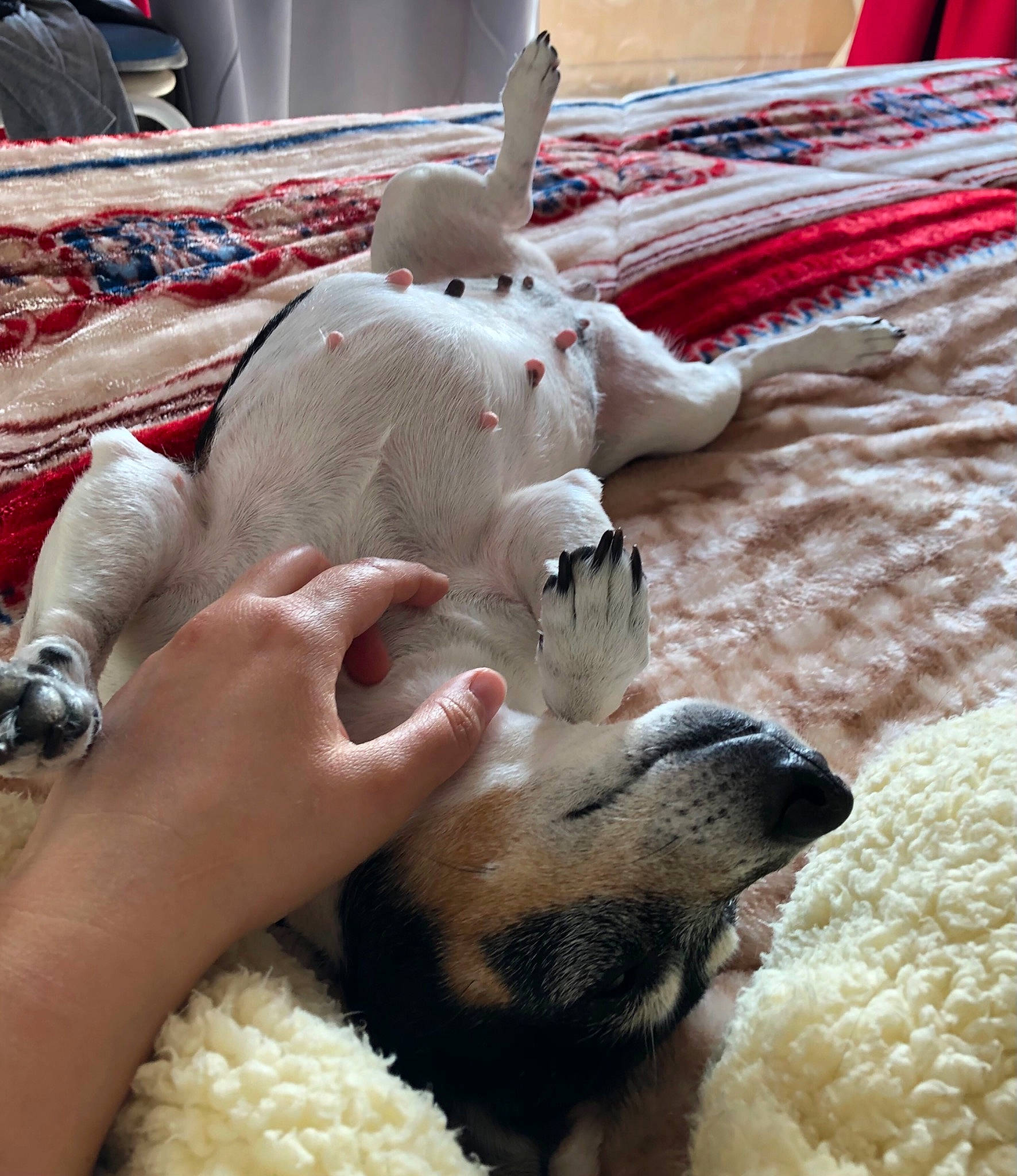 Maya a rejoint le concours — aidez-le/la à gagner de superbes lots ! carnivore, comfort, companion_dog, dog_breed, fawn, felidae, flooring, foot, human_leg, linens, nail, paw, room, small_to_medium_sized_cats, snout, stuffed_toy, tail, textile, toy, whiskers