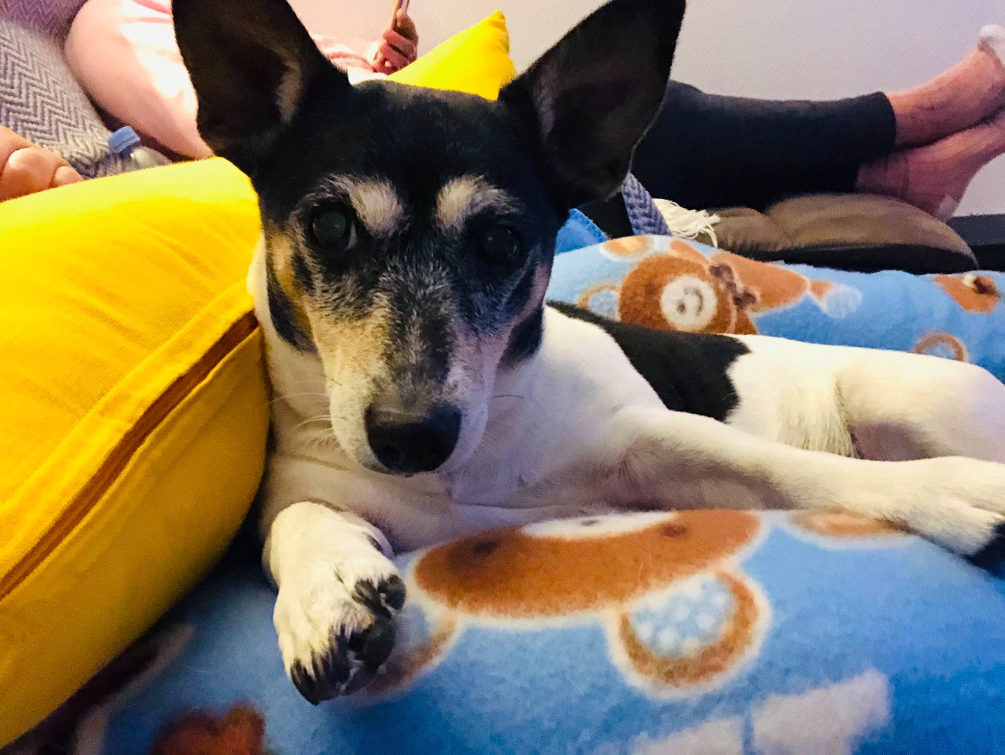 Maya a rejoint le concours — aidez-le/la à gagner de superbes lots ! canidae, carnivore, collar, comfort, companion_dog, dog, dog_breed, dog_supply, fawn, fun, fur, lap, leisure, paw, sitting, snout, sporting_group, toy_dog, working_animal, working_dog