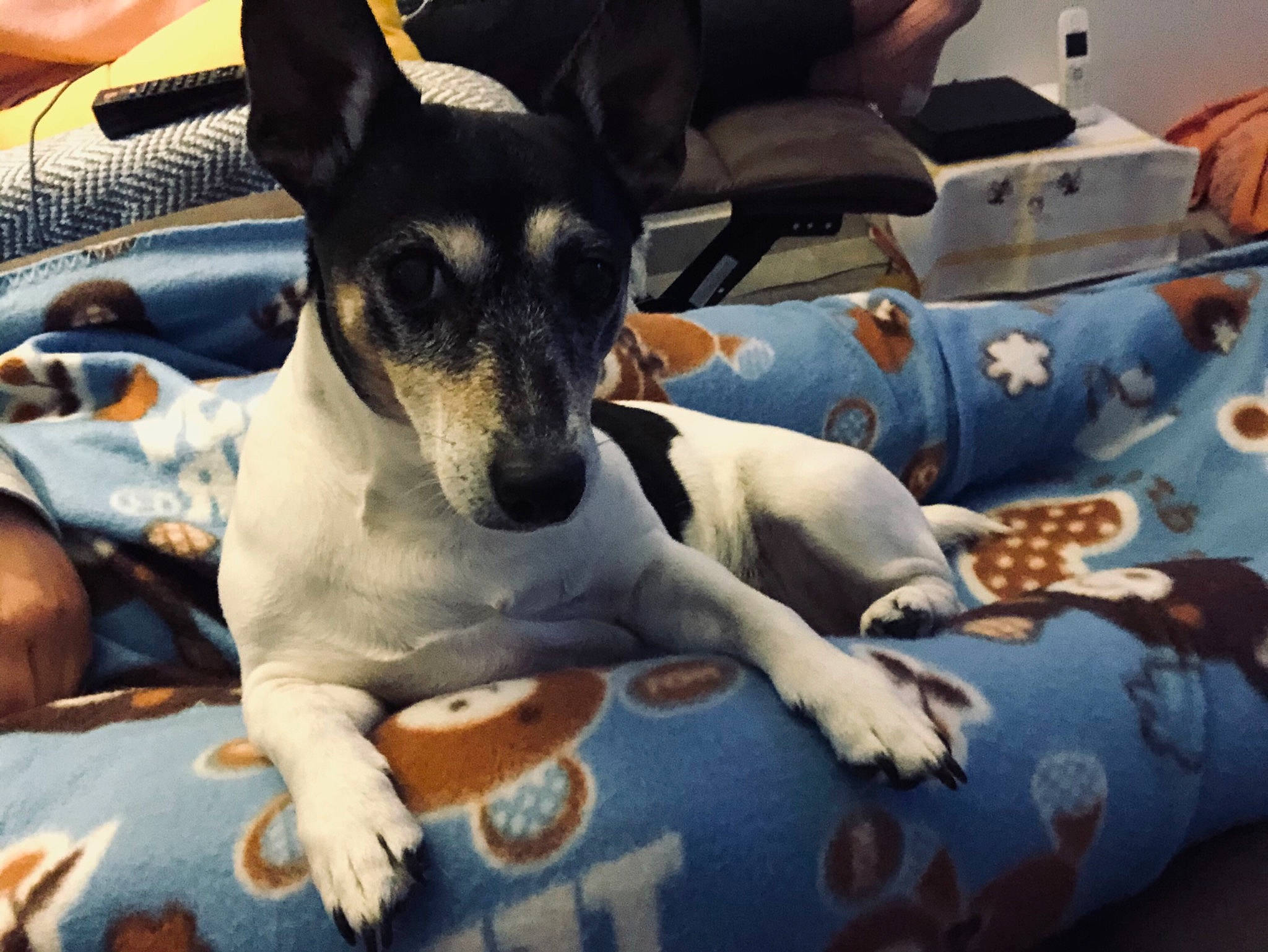 Maya a rejoint le concours — aidez-le/la à gagner de superbes lots ! bored, canidae, carnivore, chilean_fox_terrier, comfort, companion_dog, dog, dog_breed, fawn, fur, lap, linens, non_sporting_group, paw, puppy, sitting, snout, sporting_group, toy_dog, working_animal