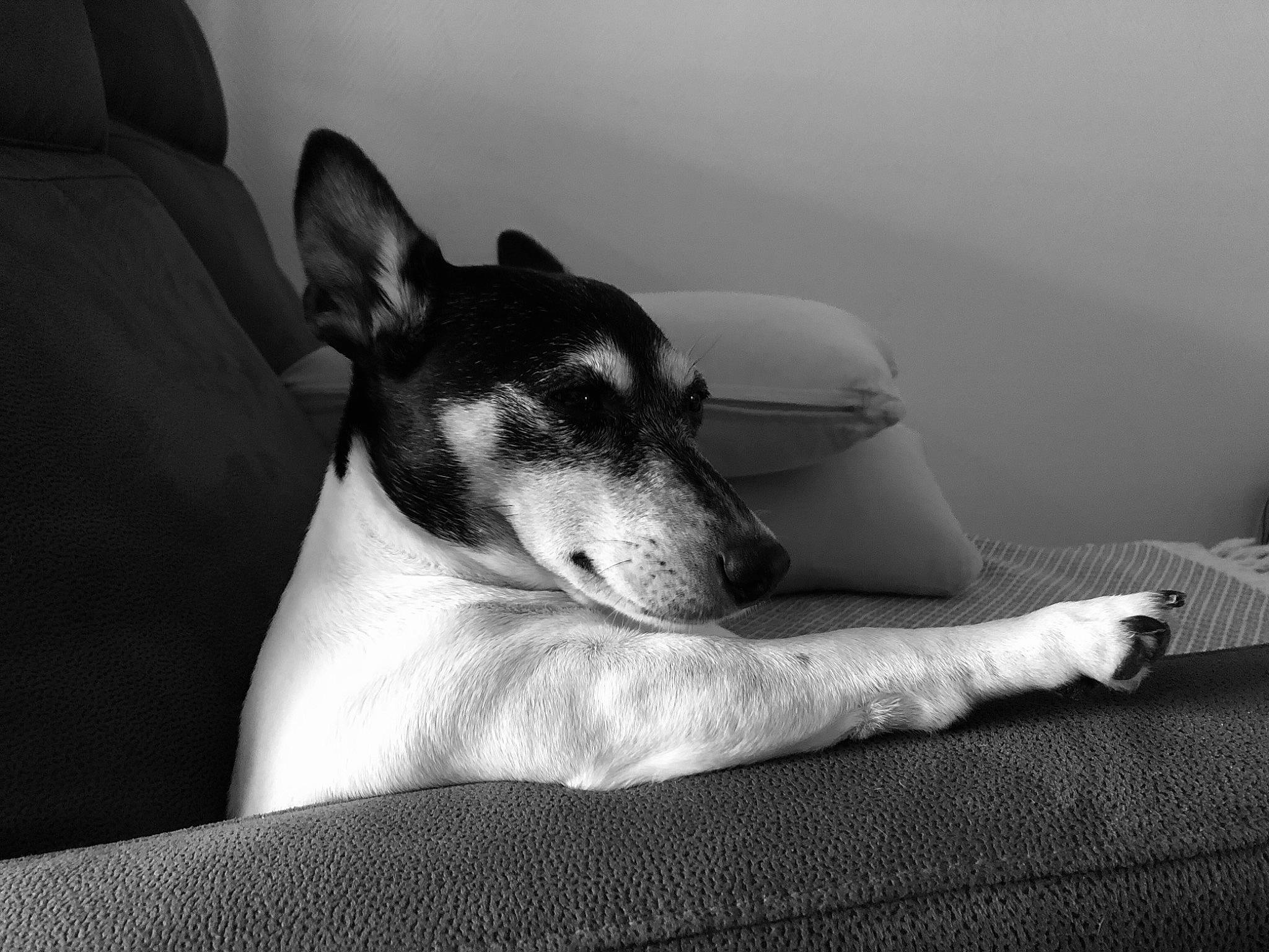 Maya