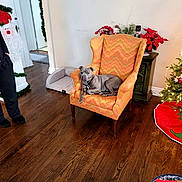 Holmes joined the competition — help win amazing prizes! armchair, blanket, christmas_tree, cozy, decor, dog, dog_bed, festive, furniture, greenery, holiday_decorations, indoor, living_room, orange_chair, person_partial, pet, red_flowers, relaxed, toys, wooden_floor