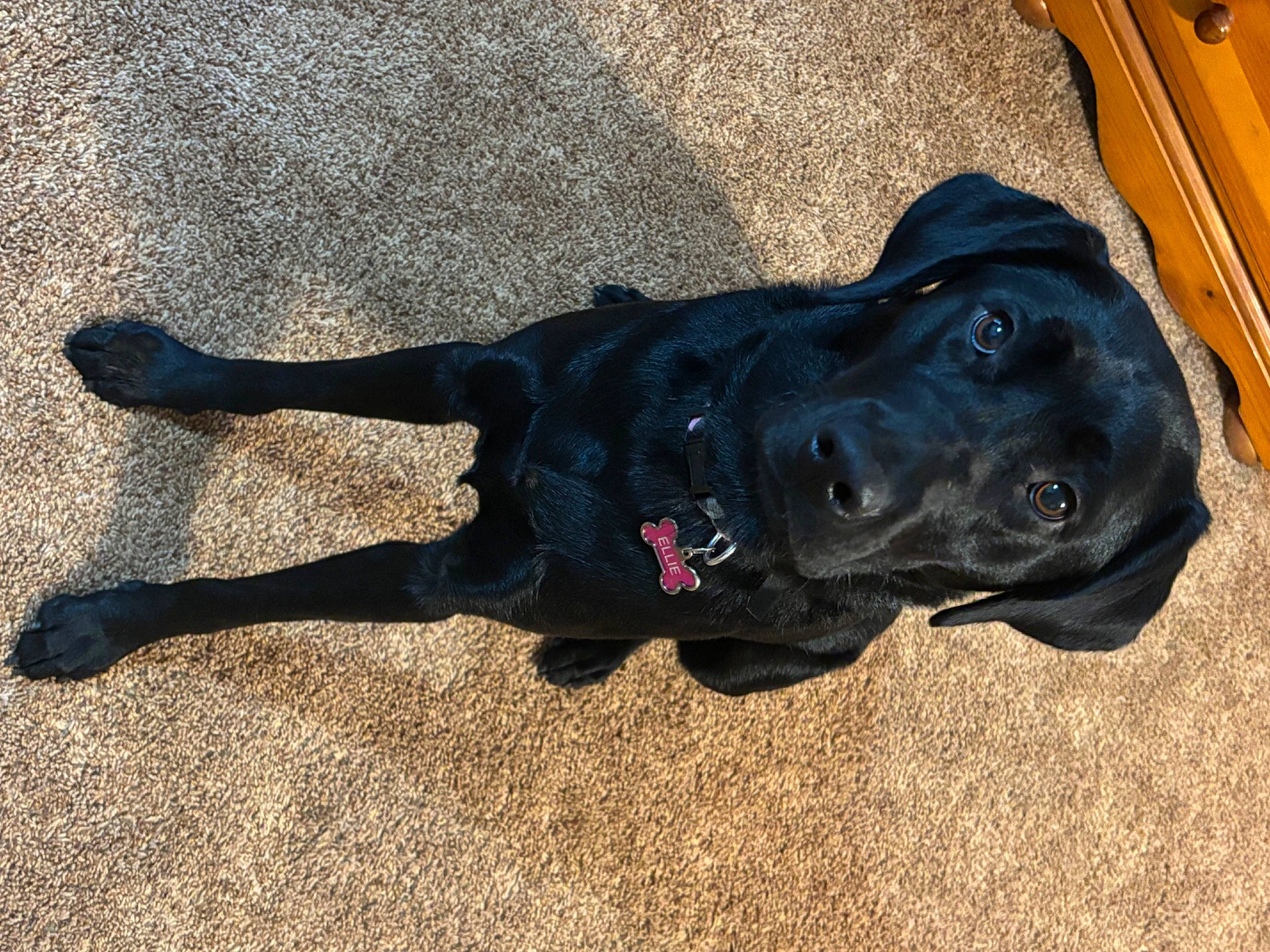 Elvira joined the competition — help win amazing prizes! borador, canidae, carnivore, collar, companion_dog, dog, dog_breed, dog_collar, electric_blue, fawn, fur, guard_dog, leash, personal_protective_equipment, shadow, snout, sporting_group, tail, tints_and_shades, working_animal