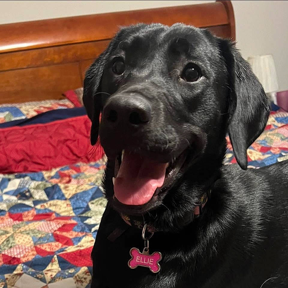 Elvira is registered to the contest to win money with this photo: borador, canidae, carnivore, collar, companion_dog, dog, dog_breed, dog_collar, eye, fur, gun_dog, labrador_retriever, liver, pet_supply, pointing_breed, retriever, snout, sporting_group, whiskers, working_animal