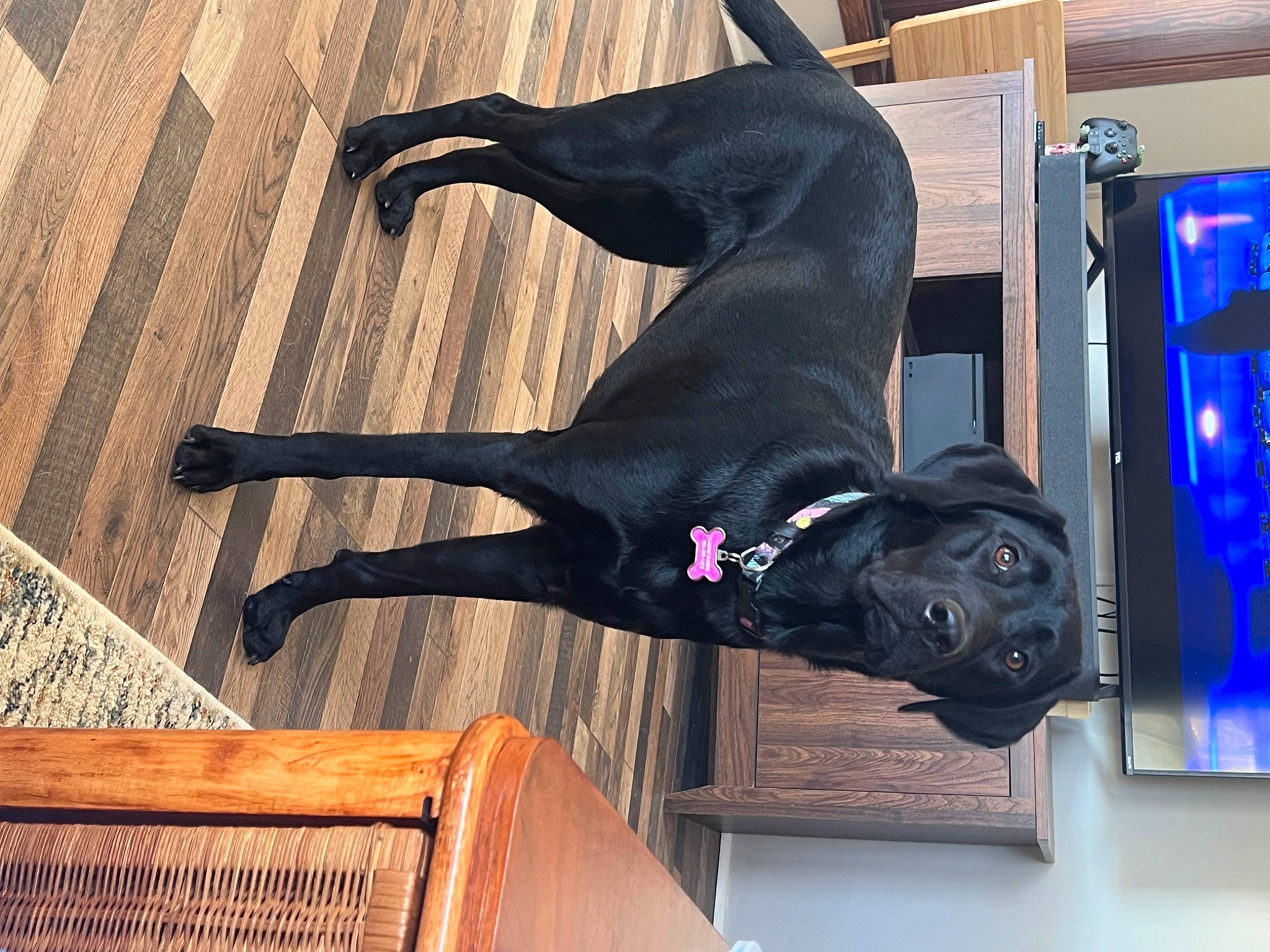 Elvira joined the competition — help win amazing prizes! art, carnivore, dog, dog_breed, dog_collar, fawn, guard_dog, hardwood, metal, pet_supply, sculpture, sporting_group, statue, tail, terrestrial_animal, visual_arts, wood, wood_stain, working_animal