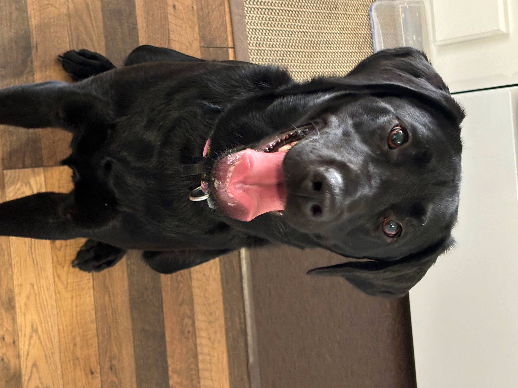 Elvira is registered to the contest to win money with this photo: borador, canidae, carnivore, collar, companion_dog, dog, dog_breed, dog_collar, fashion_accessory, fawn, fur, guard_dog, leash, personal_protective_equipment, pet_supply, snout, sporting_group, tail, wood, working_animal