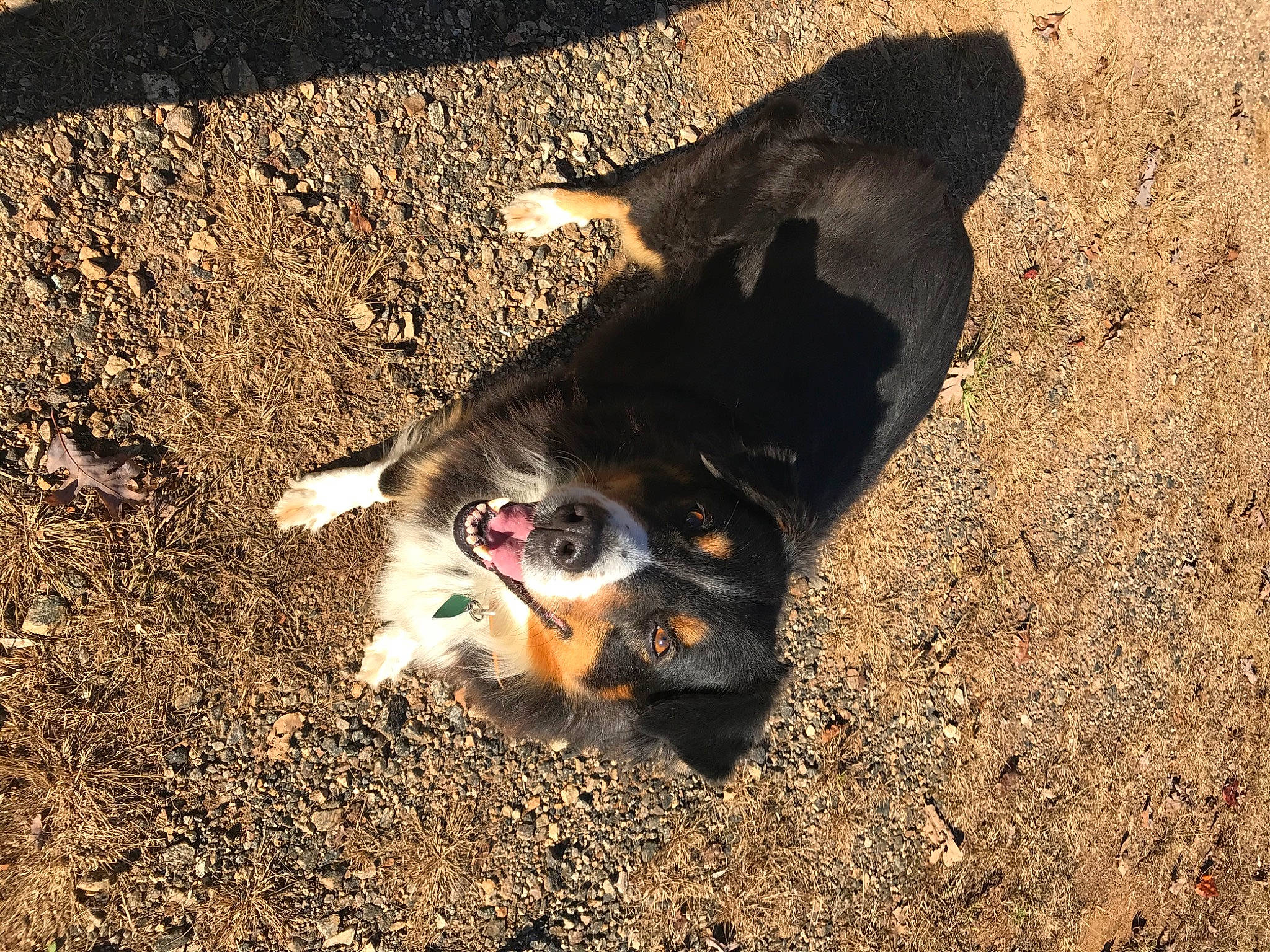 Stella joined the competition — help win amazing prizes! asphalt, canidae, carnivore, companion_dog, dog, dog_breed, felidae, grass, nature, paw, road_surface, sand, shadow, soil, tail, tasmanian_devil, terrestrial_animal, tints_and_shades, vertebrate, whiskers