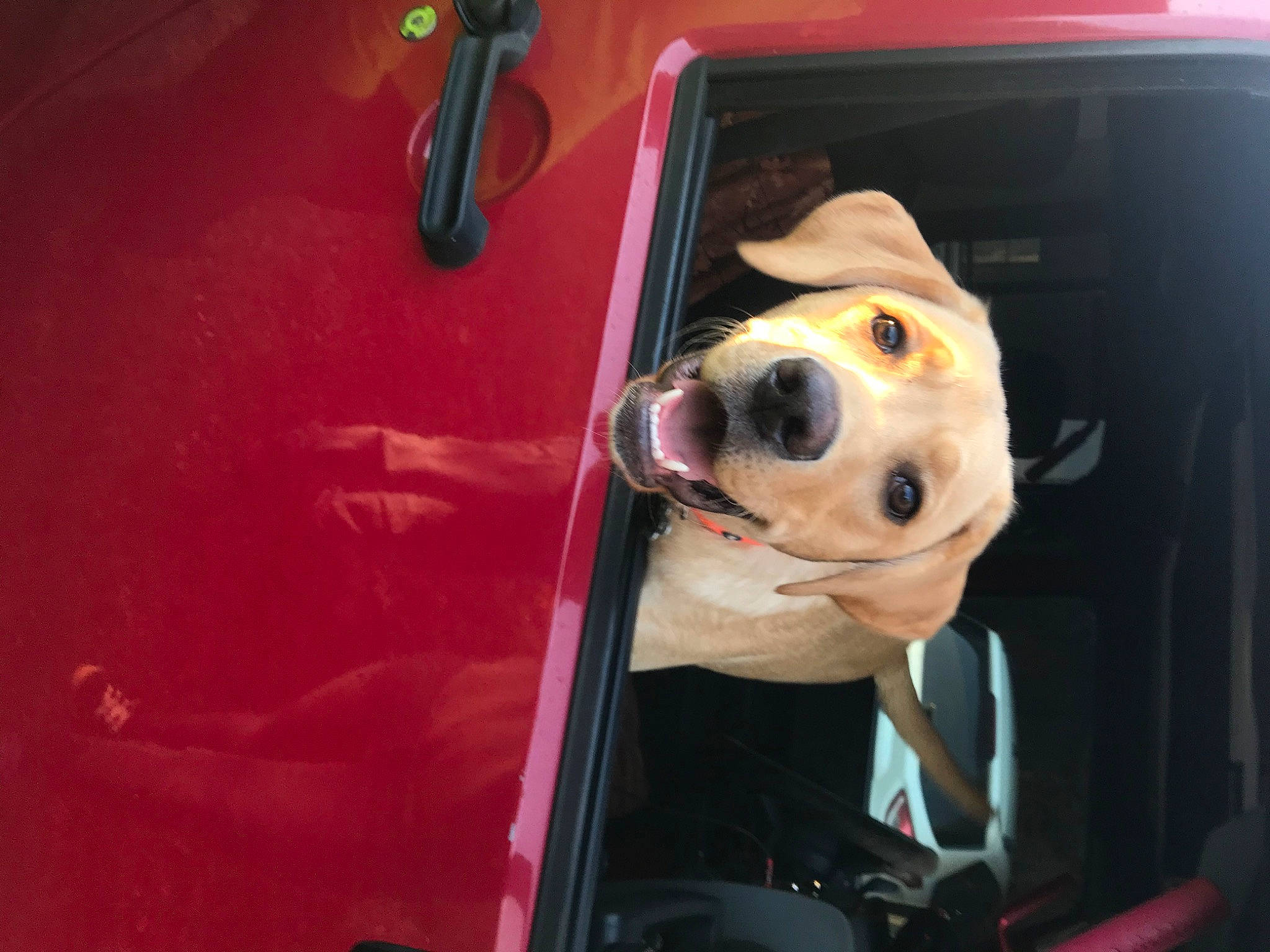 Tucker joined the competition — help win amazing prizes! auto_part, automotive_exterior, automotive_lighting, car_seat, carnivore, companion_dog, dog, dog_breed, eyewear, fawn, hat, motor_vehicle, personal_protective_equipment, seat_belt, snout, sporting_group, street_fashion, vehicle, vehicle_door, working_animal