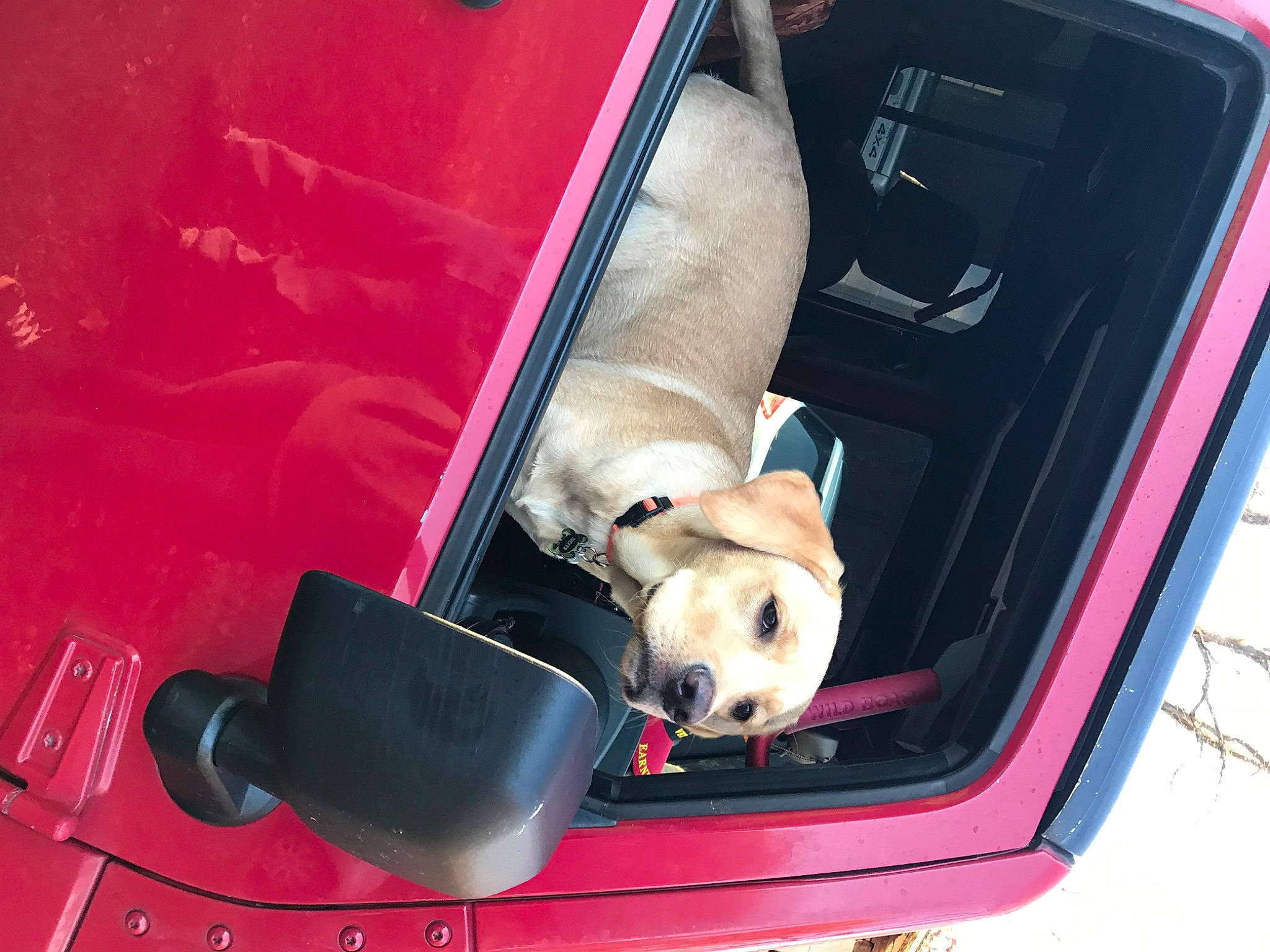 Tucker joined the competition — help win amazing prizes! auto_part, automotive_exterior, bumper, car_seat, carnivore, collar, companion_dog, dog, dog_breed, dog_supply, fawn, hood, mammal, motor_vehicle, pet_supply, pink, snout, trunk, vehicle_door, vertebrate