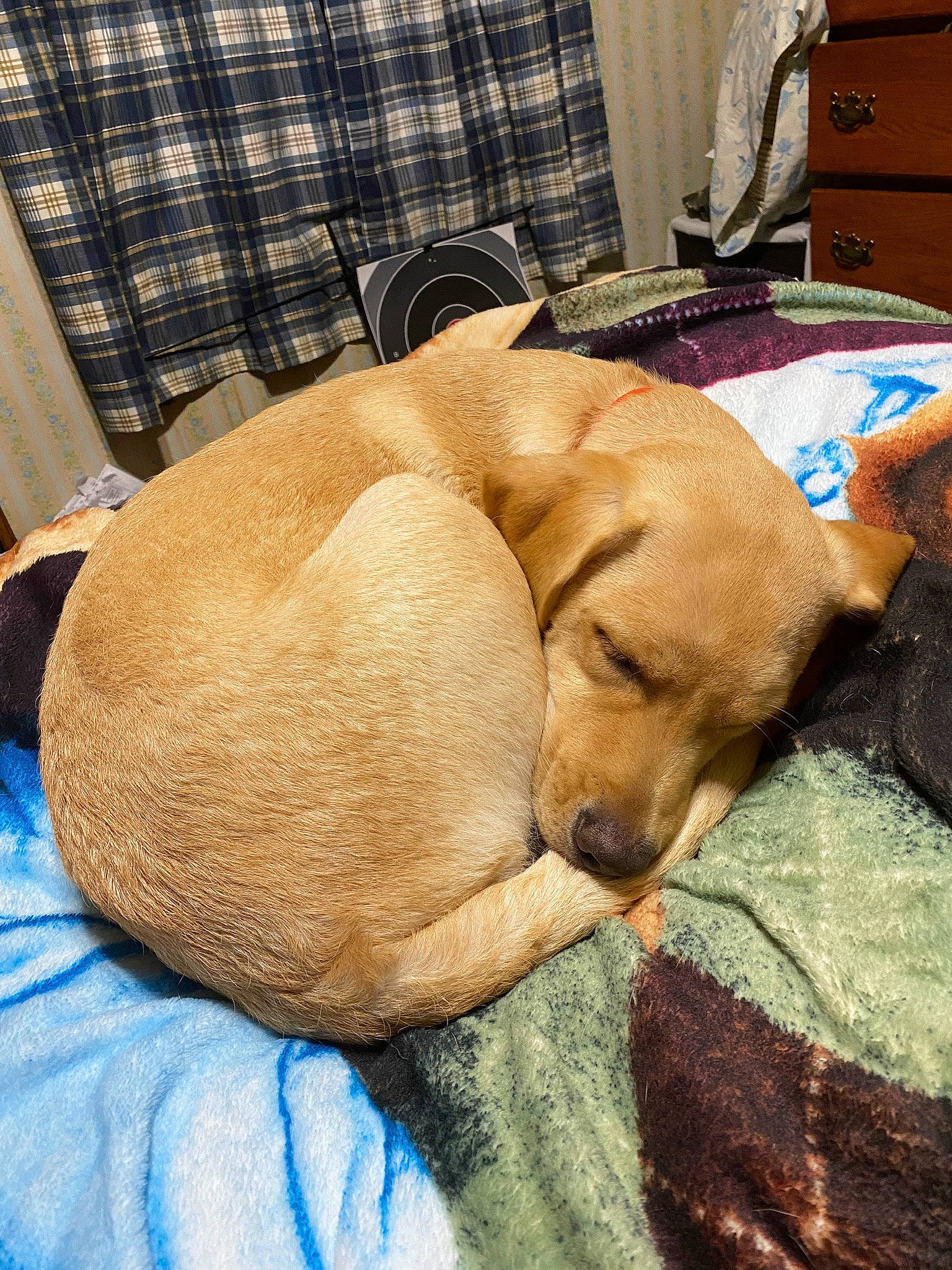 Tucker is registered to the contest to win money with this photo: bedtime, cabinetry, carnivore, comfort, companion_dog, dog, dog_bed, dog_breed, dog_supply, fawn, liver, paw, pet_supply, plaid, retriever, snout, sporting_group, tail, tartan, working_animal