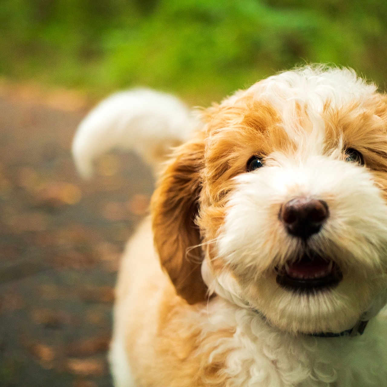 Chouquette joined the competition — help win amazing prizes! animal, canine, closeup, curly_hair, cute, dog, fluffy, fur, greenery, happy, leash, mammal, nature, outdoor, path, pet, playful, puppy, tail, walking