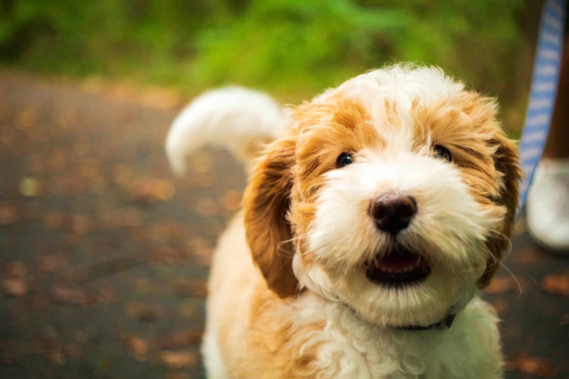 Chouquette joined the competition — help win amazing prizes! dog, puppy, fluffy, curly_hair, outdoor, path, greenery, tail, happy, pet, leash, walking, closeup, cute, fur, animal, canine, mammal, nature, playful