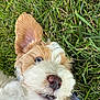 Chouquette is registered to the contest to win money with this photo: dog, grass, close_up, fluffy_fur, outdoor, pet, canine, playful, ear, nose, animal, nature, expression, lying_down, tongue_out, snout, fur_texture, cute, greenery, collar