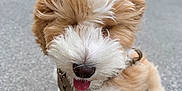 Chouquette joined the competition — help win amazing prizes! puppy, dog, fluffy, curly_hair, tongue_out, close_up, outdoor, pavement, pet, cute, young_dog, fur, collar, animal, sitting, playful, adorable, nature, small_dog, friendly