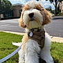Chouquette is registered to the contest to win money with this photo: dog, puppy, fluffy, curly_hair, harness, leash, grass, outdoor, sunny, cloudy_sky, building, sidewalk, tree, pet, canine, mammal, sitting, closeup, cute, animal
