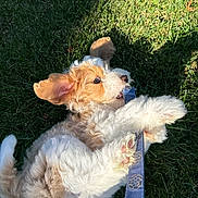 Chouquette is registered to the contest to win money with this photo: puppy, dog, grass, playful, leash, outdoor, pet, fur, animal, cute, ears, mouth, sunlight, rolling, young, happy, nature, grass_field, adorable, domestic_animal