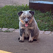 Kira is registered to the contest to win money with this photo: dog, puppy, sitting, outdoor, pavement, grass, brick, steps, portrait, tongue_out, happy, alert, fluffy, fur, small_dog, animal, companion, daylight, neighborhood, photography