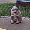 dog, puppy, sitting, outdoor, pavement, grass, brick, steps, portrait, tongue_out, happy, alert, fluffy, fur, small_dog, animal, companion, daylight, neighborhood, photography