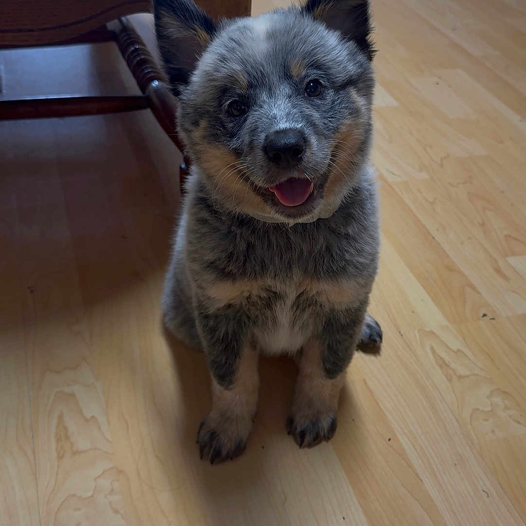 Kira joined the competition — help win amazing prizes! puppy, dog, canine, sitting, tongue_out, happy, smiling, fluffy, blue_gray_fur, upright_ears, portrait, indoor, wooden_floor, wooden_table, wooden_chair, home, cute, pet, animal, photography