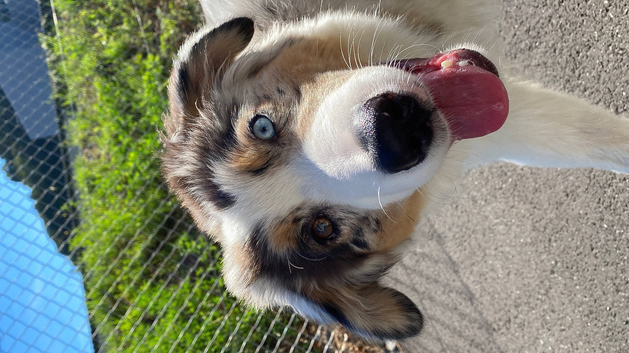 Saïko a rejoint le concours — aidez-le/la à gagner de superbes lots ! ball, canidae, carnivore, collar, companion_dog, dog, dog_breed, fawn, felidae, fence, fur, grass, mesh, plant, snout, sporting_group, terrestrial_animal, whiskers, wire_fencing, working_animal