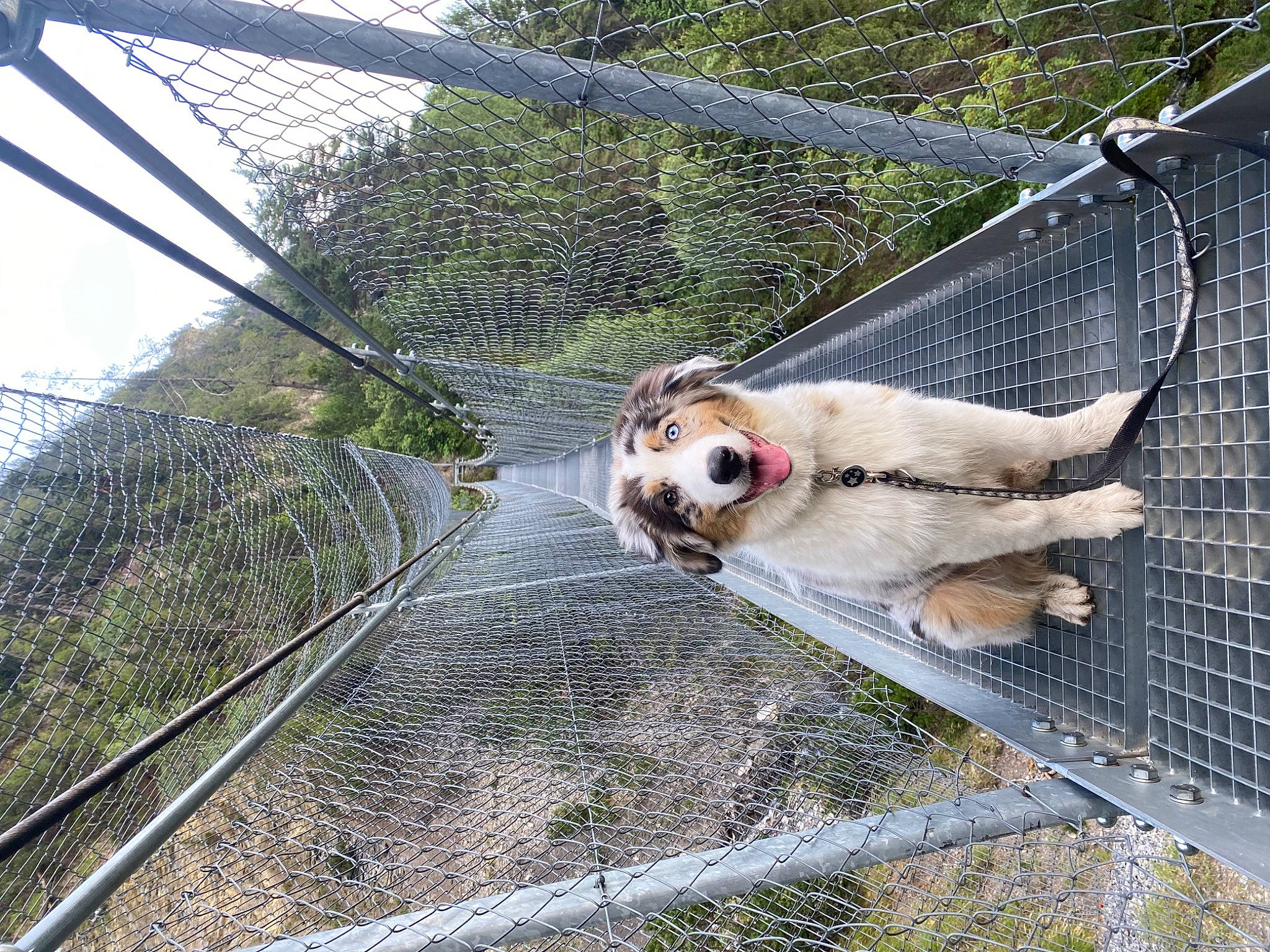 Saïko participe au concours pour gagner de l'argent avec cette photo : animal_shelter, cage, carnivore, chain_link_fencing, collar, companion_dog, dog, dog_breed, fawn, fence, mesh, pet_supply, plant, sky, sporting_group, tail, tree, vertebrate, wire, wire_fencing